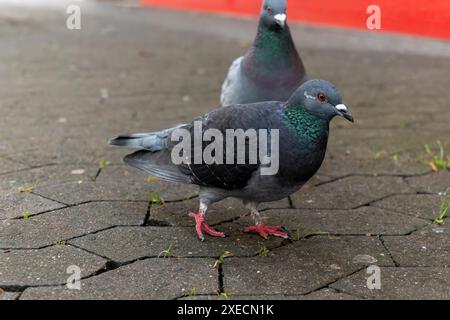 Due piccioni in piedi su un marciapiede di mattoni Foto Stock