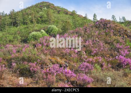 Pendii di montagna ricoperti da fiorenti cespugli di Rododendro dauricum con fiori sulle montagne dell'Altai. Foto Stock