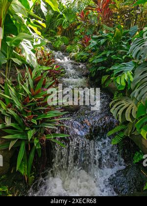 Jardin Botaniqu de Deshaies, Giardino Botanico della Guadalupa, Caraibi, Antille francesi Foto Stock