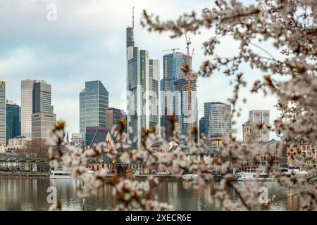 Fiorisce in primavera di fronte a Francoforte all'alba. splendide viste della città e dello skyline Foto Stock