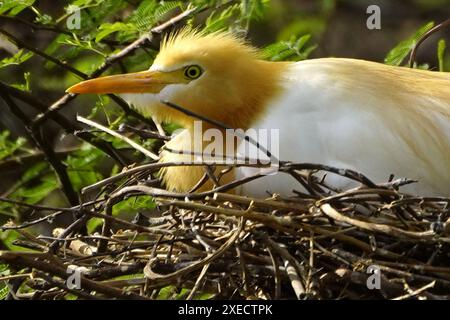 Ajmer, India. 22 giugno 2024. Egret si prende cura dei suoi pulcini nel loro nido nella periferia del villaggio di Ajmer, in India, il 22 giugno 2024. Foto di ABACAPRESS. COM credito: Abaca Press/Alamy Live News Foto Stock