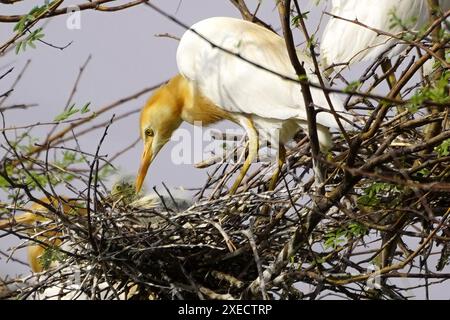 Ajmer, India. 22 giugno 2024. Egret si prende cura dei suoi pulcini nel loro nido nella periferia del villaggio di Ajmer, in India, il 22 giugno 2024. Foto di ABACAPRESS. COM credito: Abaca Press/Alamy Live News Foto Stock