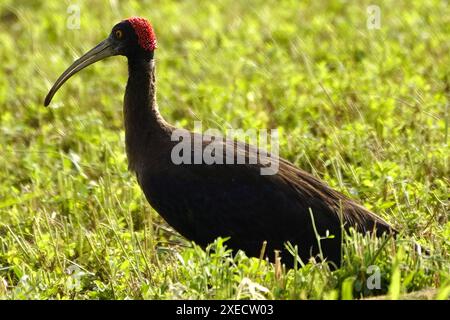 Ajmer, India. 22 giugno 2024. Un paio di Ibis Red-naped in un campo alla periferia del villaggio di Ajmer, India, il 22 giugno 2024. Foto di ABACAPRESS. COM credito: Abaca Press/Alamy Live News Foto Stock