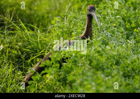 Ajmer, India. 22 giugno 2024. Un paio di Ibis Red-naped in un campo alla periferia del villaggio di Ajmer, India, il 22 giugno 2024. Foto di ABACAPRESS. COM credito: Abaca Press/Alamy Live News Foto Stock