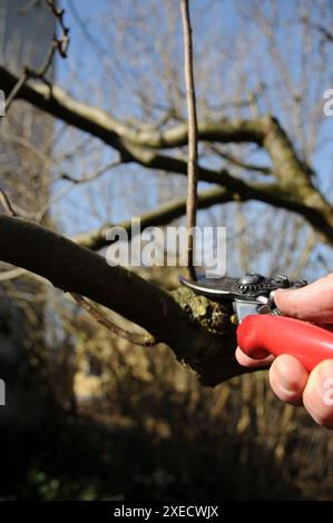 Cesoie per potatura, germogli d'acqua Foto Stock