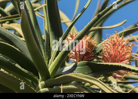Due fiori di colore corallo in cima ad un'aloe barberae, aloe albero di aloe gigante, tra foglie grigie-verdi, nel giardino australiano d'inverno. Foto Stock