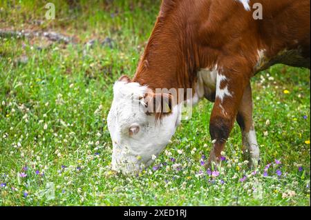 Mucca che mangia erba nei campi Foto Stock