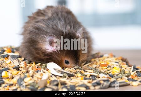 Divertente e soffice criceto siriano si siede su una manciata di semi e mangia e riempie le guance di brodo. Cibo per un roditore per animali domestici, vitami Foto Stock