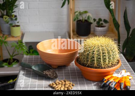 Reintravedere la pianta casalinga del grande cactus spiny Echinocactus Gruzoni in una nuova pentola più grande. Cura della pianta in vaso, protezione Foto Stock