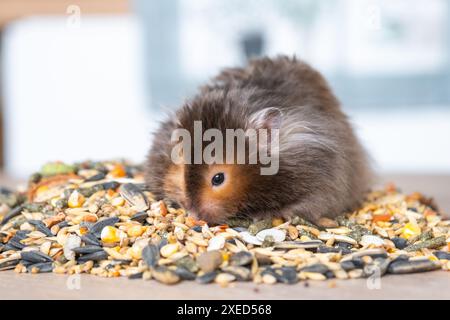 Divertente e soffice criceto siriano si siede su una manciata di semi e mangia e riempie le guance di brodo. Cibo per un roditore per animali domestici, vitami Foto Stock