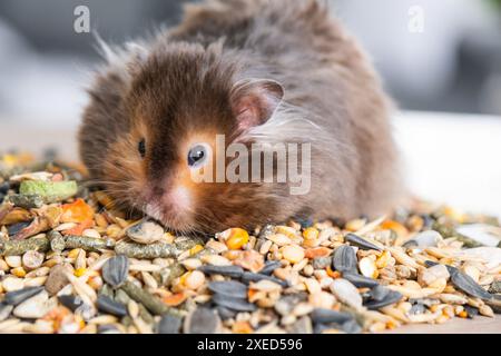 Divertente e soffice criceto siriano si siede su una manciata di semi e mangia e riempie le guance di brodo. Cibo per un roditore per animali domestici, vitami Foto Stock