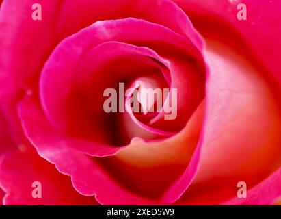 Petali rossi di fiori di rosa. Messa a fuoco morbida, sfondo floreale astratto. Foto Stock