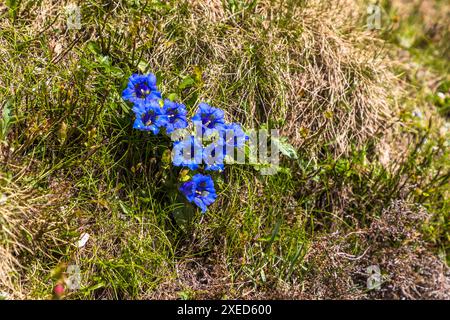 Clusius gentian (Gentiana clusii) vera genziana alpina. Filzmoosalm, Großarl, Salisburgo, Austria Foto Stock