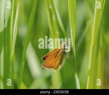 Fritillario dalla testa marrone "Thymelicus sylvestris" Foto Stock