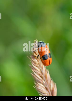 Seppellire il coleottero "Clytra laeviuscula". Foto Stock