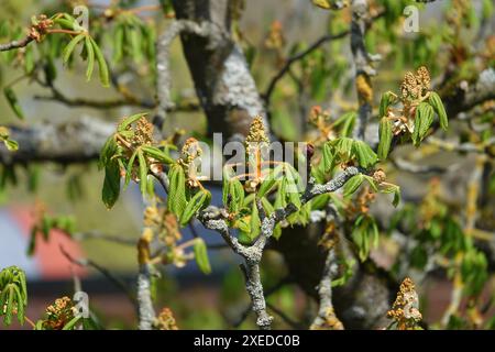 Aesculus ippocastanum, castagno di cavallo Foto Stock