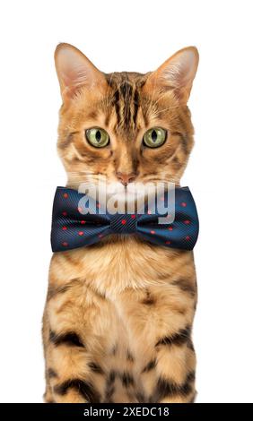 Simpatico gatto del Bengala con un papillon blu Foto Stock