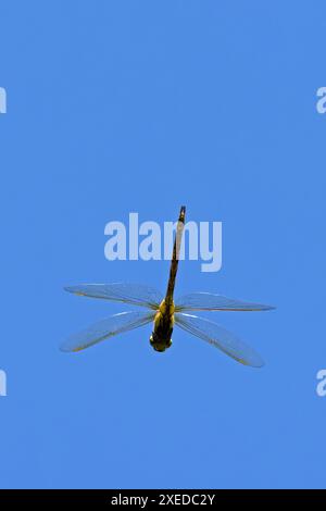 Southern Migrant Hawker, alias Blue-eyed Hawker (Aeshna affinis), caccia al volo femminile o tenerale Chambers Farm Wood Lincolnshire giugno 2024 Foto Stock