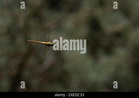 Southern Migrant Hawker, alias Blue-eyed Hawker (Aeshna affinis), caccia al volo femminile o tenerale Chambers Farm Wood Lincolnshire giugno 2024 Foto Stock