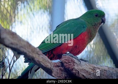 Il pappagallo reale australiano ha una pancia rossa e un dorso verde, con ali verdi e una lunga coda verde. Foto Stock