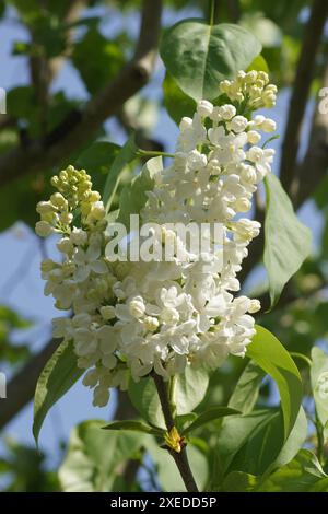 Syringa vulgaris, lilla Foto Stock