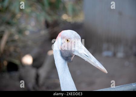 Il Brolga è di colore grigio pallido con un evidente cerotto rosso-arancione sulla testa con un dewlap nero (pezzetto di pelle) appeso sotto il mento. Foto Stock