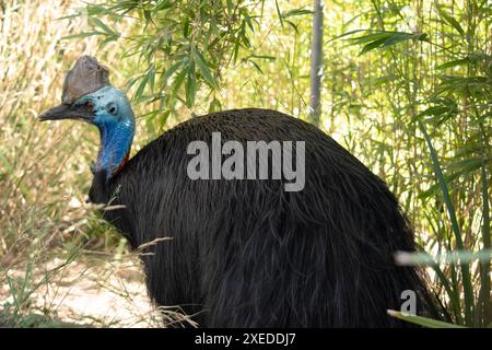 Il cassowary è grande, senza volo. È ricoperta di piume nere a due punte e presenta un grande casco sulla testa. Foto Stock