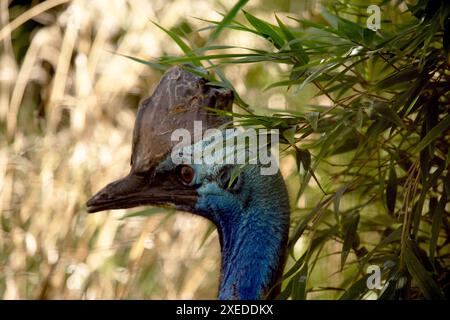 Il cassowary è grande, senza volo. È ricoperta di piume nere a due punte e presenta un grande casco sulla testa. Foto Stock