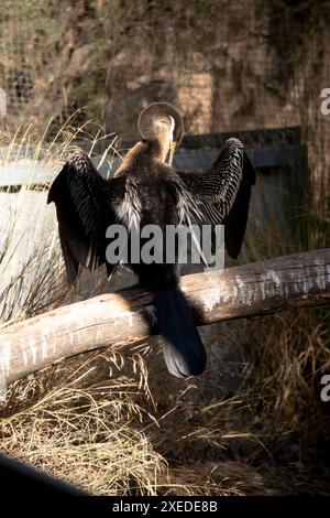 Il Darter è un grande uccello d'acqua sottile con un lungo collo simile a un serpente, becco appuntito e coda lunga e arrotondata. Foto Stock