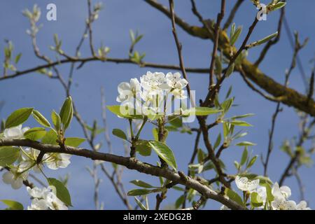 Pyrus communis, pear tree Foto Stock