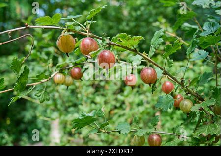 Natur Rote Stachelbeere Fruechte der Roten Stachelbeere Ribes uva-crispa. Die Stachelbeere ist eine Pflanzenart aus der Gattung Ribes innerhalb der Familie der Stachelbeergewaechse Grossulariaceae. Die Stachelbeere wird etwa seit dem 16. Jahrhundert als Beerenobst angebaut. 23.6.2024 *** natura frutti rossi di uva spina della spina rossa Ribes uva crispa la spina è una specie vegetale del genere Ribes della famiglia delle uva spina Grossulariaceae la spina è stata coltivata come frutto tenero intorno al XVI secolo 23 6 2024 Foto Stock