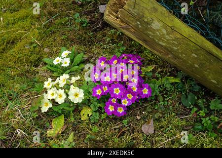 Primrose da giardino, colori diversi, Foto Stock