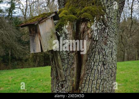 Scatola di nidificazione degli uccelli, vecchia e danneggiata, su un albero di pera nel frutteto Foto Stock