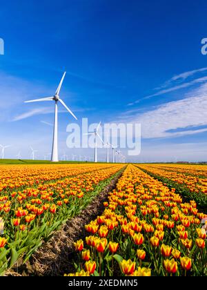 Un campo vibrante di tulipani gialli e rossi sotto lo sguardo vigile dei maestosi mulini a vento Foto Stock