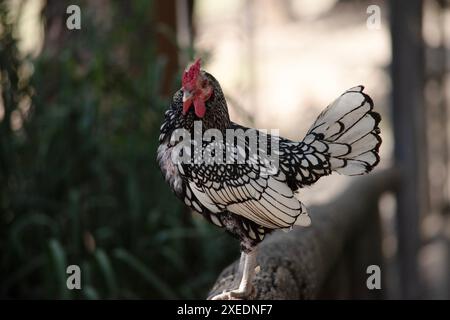 il pollo sebright bantam ha piume bianche bordate con un pettine nero e rosso Foto Stock