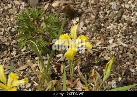 Iris potaninii Foto Stock