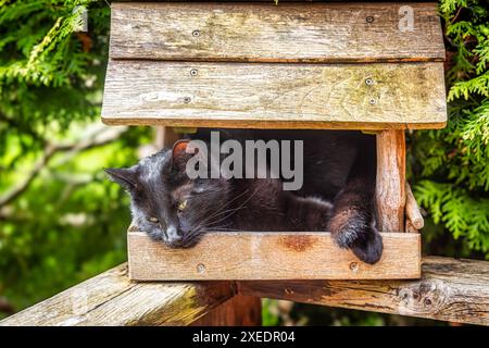 Gatto della casa nera in casa degli uccelli Foto Stock