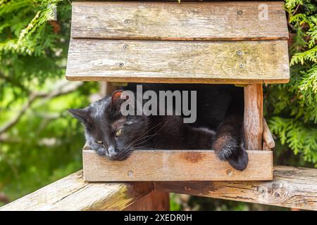 Gatto della casa nera in casa degli uccelli Foto Stock