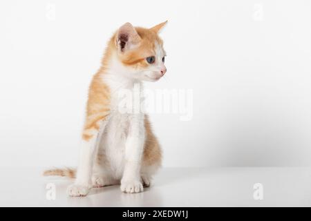 Adorabile Tabby Kitten arancione bicolore che guarda a destra, isolato su sfondo bianco Foto Stock