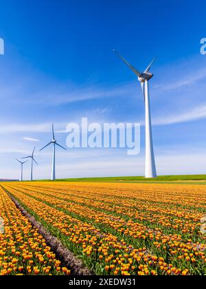 Un campo di fiori di tulipani ondeggia nella leggera brezza, con maestosi mulini a vento sullo sfondo Foto Stock