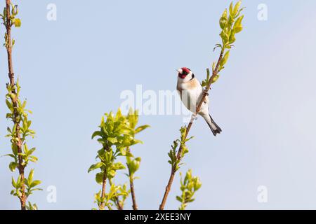 Foglie fresche e gemme sulla Forsythia in primavera con un dorfinch (Carduelis Carduelis) appollaiato su uno dei gambi Foto Stock