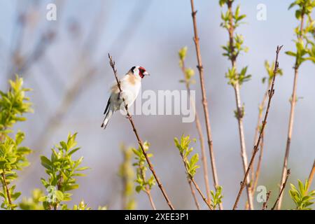 Un Goldfinch (Carduelis Carduelis) arroccato su uno stelo di Forsythia a Spring Sunshine Foto Stock