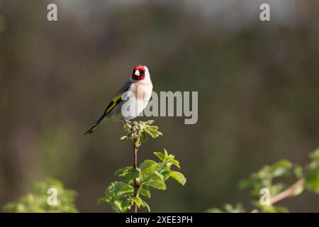 Un Goldfinch (Carduelis Carduelis) con un anello metallico sulla gamba arroccato sulla sommità di uno stelo lampone (Rubus Idaeus) a Spring Sunshine Foto Stock