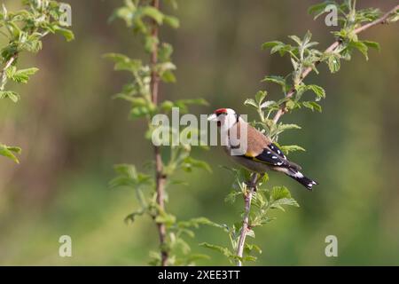 Un Goldfinch (Carduelis Carduelis) appollaiato su uno stelo di lamponi (Rubus Idaeus) in primavera Foto Stock