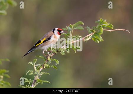 Un Goldfinch, o Redcap, (Carduelis Carduelis) arroccato su uno stelo di lampone (Rubus Idaeus) in primavera Foto Stock