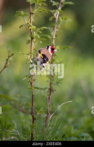 Un Goldfinch, o Redcap, (Carduelis Carduelis) aggrappato a uno stelo di lampone (Rubus Idaeus) in primavera Foto Stock