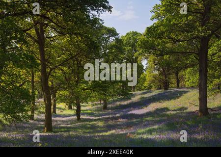 Un Dell nel bosco di Kinclaven Bluebell con un branco di campanelli nativi (Hyacinthoides non-scripta) in Fiore sotto gli alberi di quercia Foto Stock