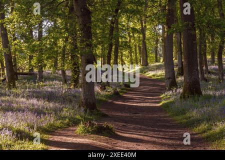 Il sole della mattina presto su un sentiero che si snoda attraverso i campanelli (Hyacinthoides non-scripta) e gli alberi di quercia a Kinclaven Bluebell Wood in Scozia Foto Stock