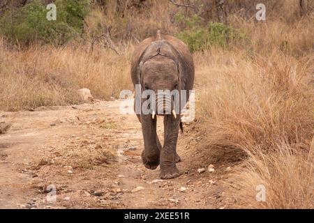 Giovane elefante di vitello con il tronco perso in un ronzio a causa del bracconaggio illegale in Sud Africa Foto Stock