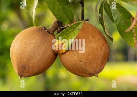 Castagno di Malabar o frutta di Monguba su un albero in Costa Rica Foto Stock